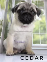 Amazing Lines - Silver Fawn Pug Puppy, a male Pug for sale in Whitwell, TN – Photo 4 of 9