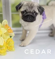 Amazing Lines - Silver Fawn Pug Puppy, a male Pug for sale in Whitwell, TN – Photo 6 of 9