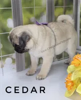 Amazing Lines - Silver Fawn Pug Puppy, a male Pug for sale in Whitwell, TN – Photo 9 of 9