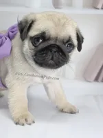 Cedar - Small Silver Fawn Boy, a male Pug for sale in Whitwell, TN – Photo 3 of 8