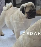 Cedar - Small Silver Fawn Boy, a male Pug for sale in Whitwell, TN – Photo 3 of 6