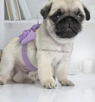 Cedar - Small Silver Fawn Boy, a male Pug for sale in Whitwell, TN – Photo 8 of 8