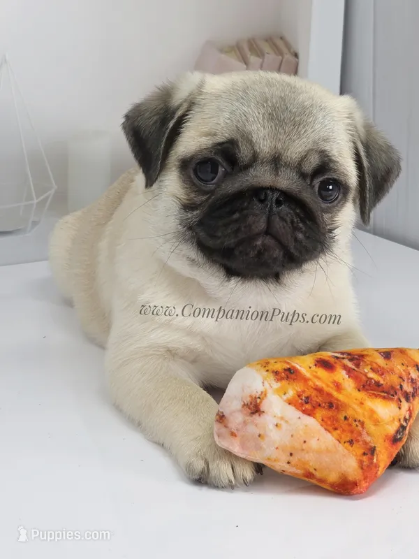 Cedar - Small Silver Fawn Boy – Pug puppy for sale in Whitwell, TN