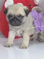 processed/b4bc95d2-9374-4144-8be7-499f7ff6cc58/listing/a420c19a-ac0f-42e6-8938-f3c17c5ffb94/ab1b0330-46ad-45fe-9dde-be65409fc1bd