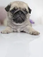 processed/b4bc95d2-9374-4144-8be7-499f7ff6cc58/listing/a420c19a-ac0f-42e6-8938-f3c17c5ffb94/bb4b70bb-57ee-4fc3-a1dc-47ac7deaa761