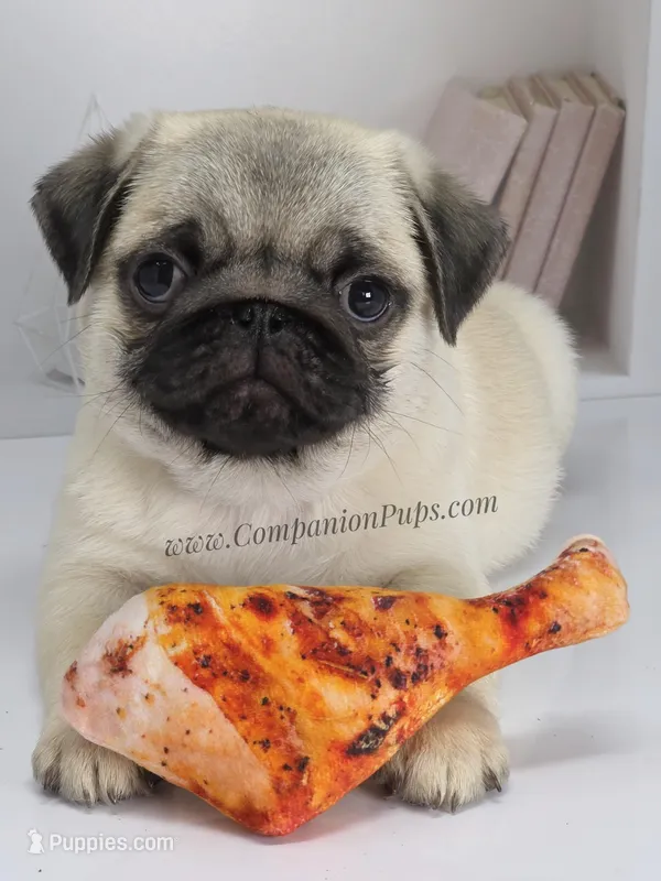 Cedar - Small Silver Fawn Boy – Pug puppy for sale in Whitwell, TN