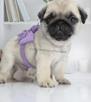 Cedar - Small Silver Fawn Boy, a male Pug for sale in Whitwell, TN – Photo 5 of 8