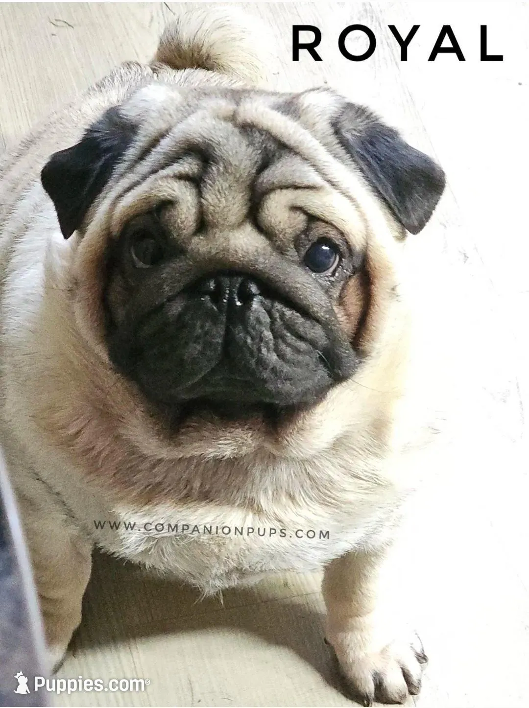 Amazing Lines - Silver Fawn Pug Puppy, a male Pug for sale in Whitwell, TN – Photo 2 of 9