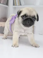 Cedar - Small Silver Fawn Boy, a male Pug for sale in Whitwell, TN – Photo 1 of 8