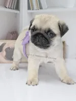 Cedar - Small Silver Fawn Boy, a male Pug for sale in Whitwell, TN – Photo 4 of 8