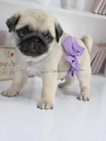 Cedar - Small Silver Fawn Boy, a male Pug for sale in Whitwell, TN – Photo 2 of 8