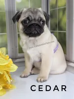 Amazing Lines - Silver Fawn Pug Puppy, a male Pug for sale in Whitwell, TN – Photo 7 of 9