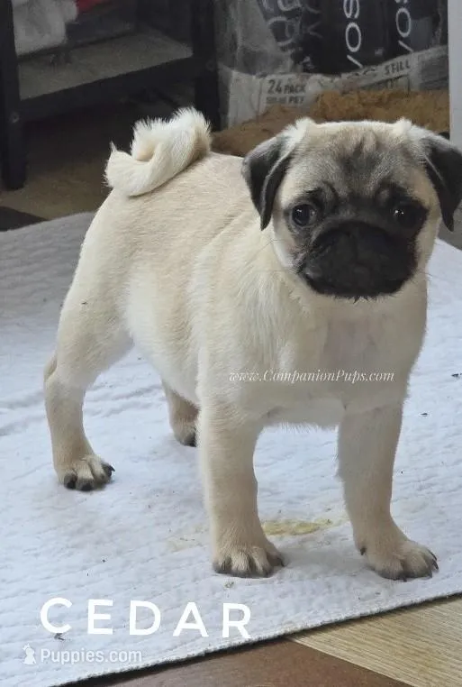 Amazing Lines - Silver Fawn Pug Puppy – Pug puppy for sale in Whitwell, TN