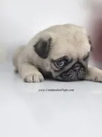 processed/b4bc95d2-9374-4144-8be7-499f7ff6cc58/listing/a420c19a-ac0f-42e6-8938-f3c17c5ffb94/f7e1b67b-8066-4ead-ab1a-91d823ed743f