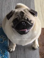 Champion Sired - Skip the Young Puppy Stage! , a female Pug for sale in Whitwell, TN – 8 of 10