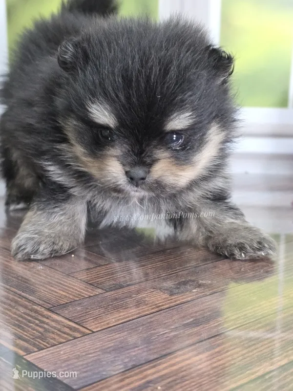 C Video - Adventurous Lil Black & Tan Boy – Pomeranian puppy for sale in Whitwell, TN