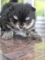Confident Lil Black & Tan Boy, a male Pomeranian for sale in Whitwell, TN – 4 of 7