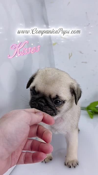 Silver Fawn - Blue Bow C Video, a male Pug for sale in Whitwell, TN – 2 of 7
