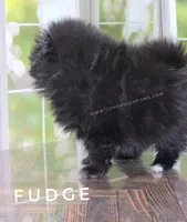C Video -  Always has Happy Tail - Fudge, a male Pomeranian for sale in Whitwell, TN – 7 of 10