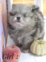 Zara's Girl #2 Blue Merle Silver Face, a female Pomeranian for sale in Whitwell, TN – 3 of 7