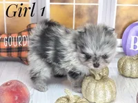 Zara's Blue Merle Girl #1, a female Pomeranian for sale in Whitwell, TN – 1 of 6