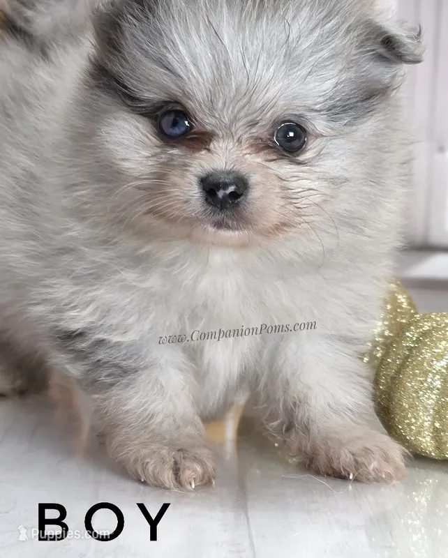 Candace Boy - Silvery Blue Merle - One Blue Eye – Pomeranian puppy for sale in Whitwell, TN