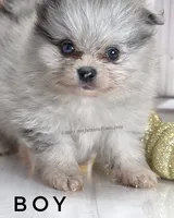 Candace Boy - Silvery Blue Merle - One Blue Eye, a female Pomeranian for sale in Whitwell, TN – 1 of 6