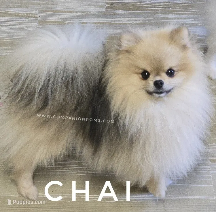 Chai - Tiny Pom Boy - Great Travel Companion – Pomeranian puppy for sale in Whitwell, TN