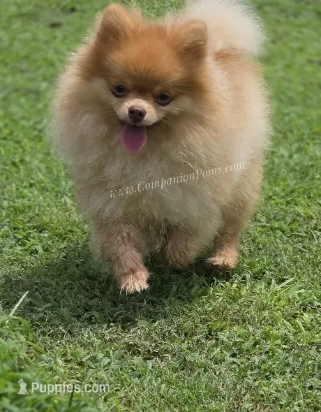 Rare Beaver Color - Dolce - 4.25 pounds - CH Lines! – Pomeranian puppy for sale in Whitwell, TN