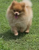 Rare Beaver Color - Dolce - 4.25 pounds - CH Lines!, a male Pomeranian for sale in Whitwell, TN – 1 of 8