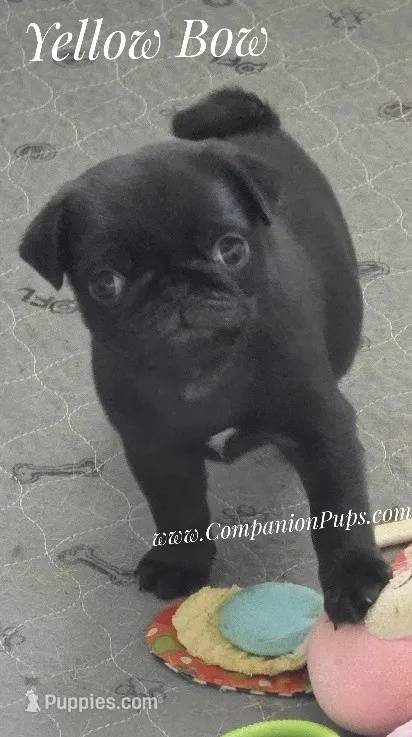 Yellow Bow - Female - See Video – Pug puppy for sale in Whitwell, TN