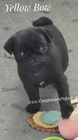 Tiny Dream Pug Puppy, a female Pug for sale in Whitwell, TN – 1 of 9