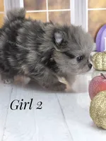 Zara's Girl #2 Blue Merle Silver Face, a female Pomeranian for sale in Whitwell, TN – 4 of 7
