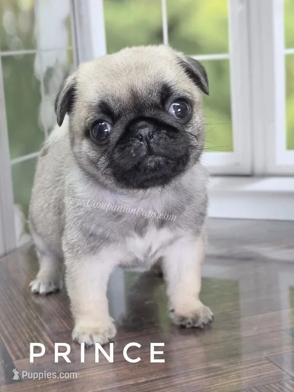 Prince - Tiny Boy - Ch Sired – Pug puppy for sale in Whitwell, TN