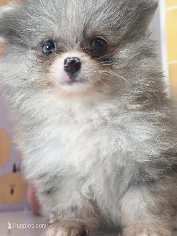 Blueberry - Dark Silver Grey - Blue Merle - One Blue Eye – Pomeranian puppy for sale in Whitwell, TN