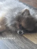💙 Snickers –Expected to be 3.5-4lbs -Rare Blue Sable Pomeranian Boy 💙🐾, a male Pomeranian for sale in Whitwell, TN – 6 of 10