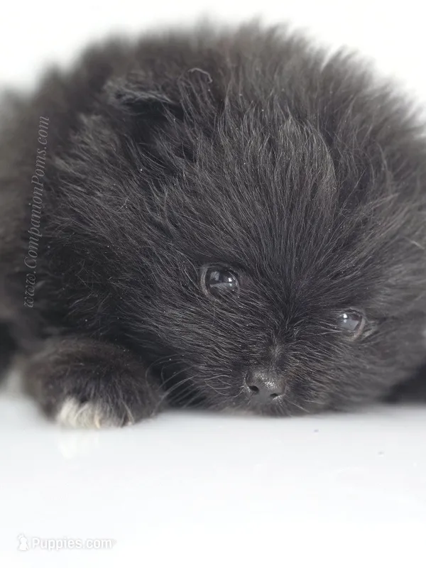 Little Black Boy – Pomeranian puppy for sale in Whitwell, TN