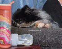 Harley excellent with kids!, a female Pomeranian for sale in Whitwell, TN – 6 of 7