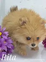 Rita - CH Sired! One and Half Blue Eyes!, a female Pomeranian for sale in Whitwell, TN – 6 of 9