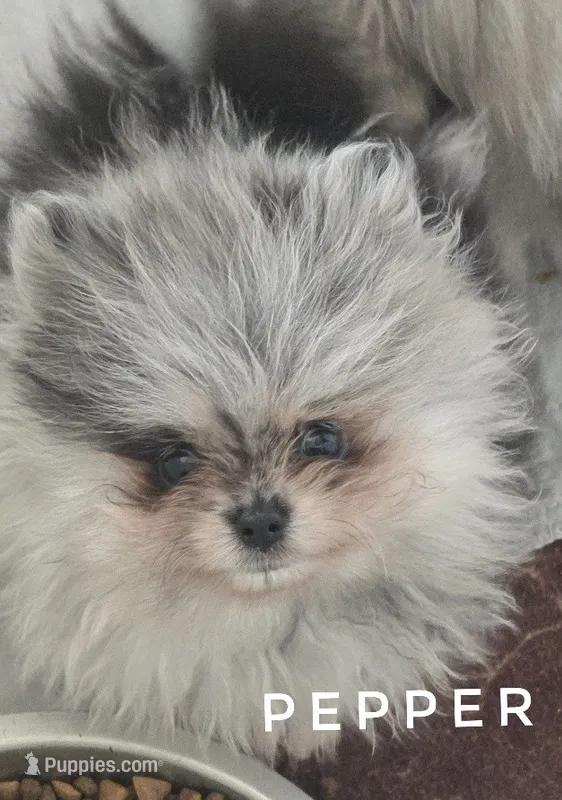 Pepper - Zara's Blue Merle Girl #1 – Pomeranian puppy for sale in Whitwell, TN