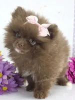 Chrissy, a female Pomeranian for sale in Whitwell, TN – 7 of 9