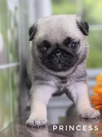 Princess - Ch Sired!, a female Pug for sale in Whitwell, TN – 4 of 9