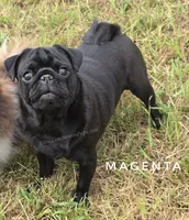 Magenta - Older Puppy Skip Young Stage!, a female Pug for sale in Whitwell, TN – 3 of 6