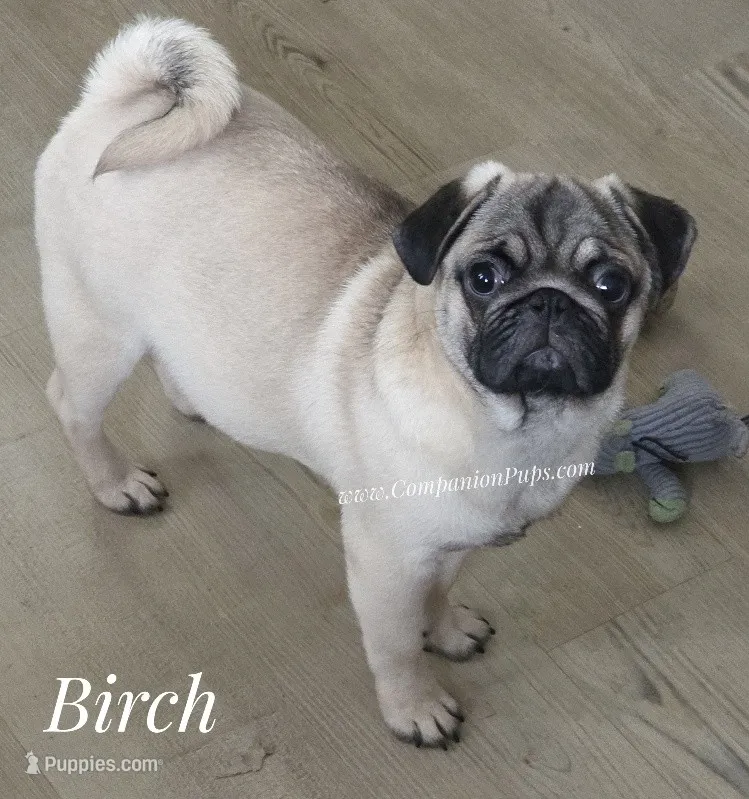 C Video Birch - 6 months old and 15 pounds – Pug puppy for sale in Whitwell, TN