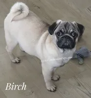 C Video Birch - 6 months old and 15 pounds, a  Pug for sale in Whitwell, TN – 8 of 8