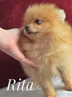 Rare Orange w/Blue Eyes - Tiny Female - Rita, a female Pomeranian for sale in Whitwell, TN – 8 of 10