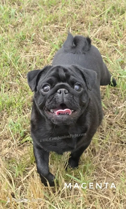 Magenta - Older Puppy Skip Young Stage! – Pug puppy for sale in Whitwell, TN