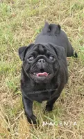 Magenta - Older Puppy Skip Young Stage!, a female Pug for sale in Whitwell, TN – 1 of 6