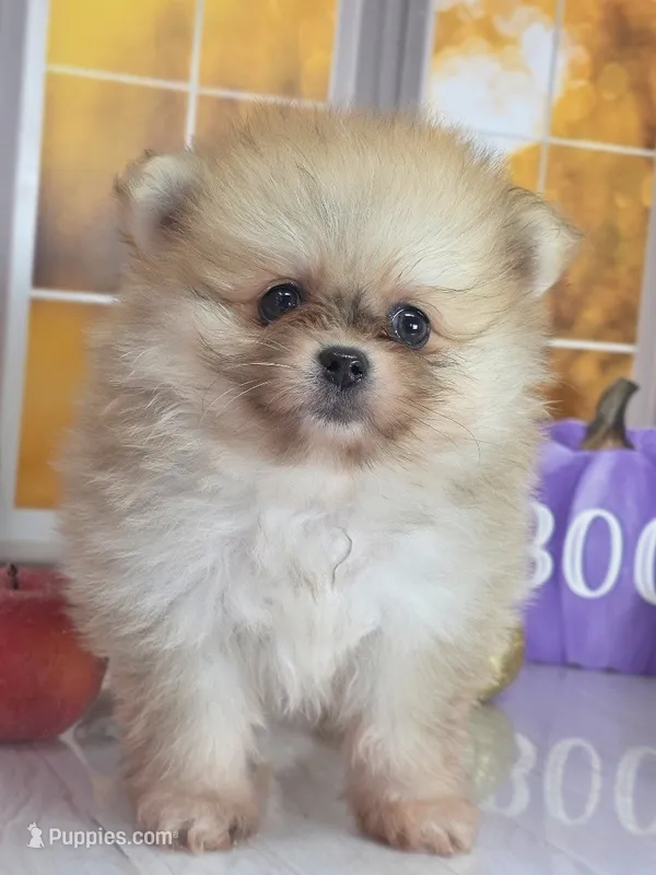 Apricot -Orange Merle Girl - Ready Now! – Pomeranian puppy for sale in Whitwell, TN