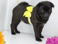 Yara  - 13 weeks - 6.5 pounds, a female Pug for sale in Whitwell, TN – 5 of 9